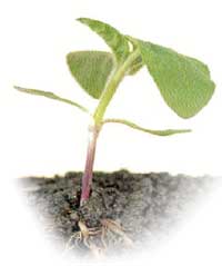 Seedbeds
